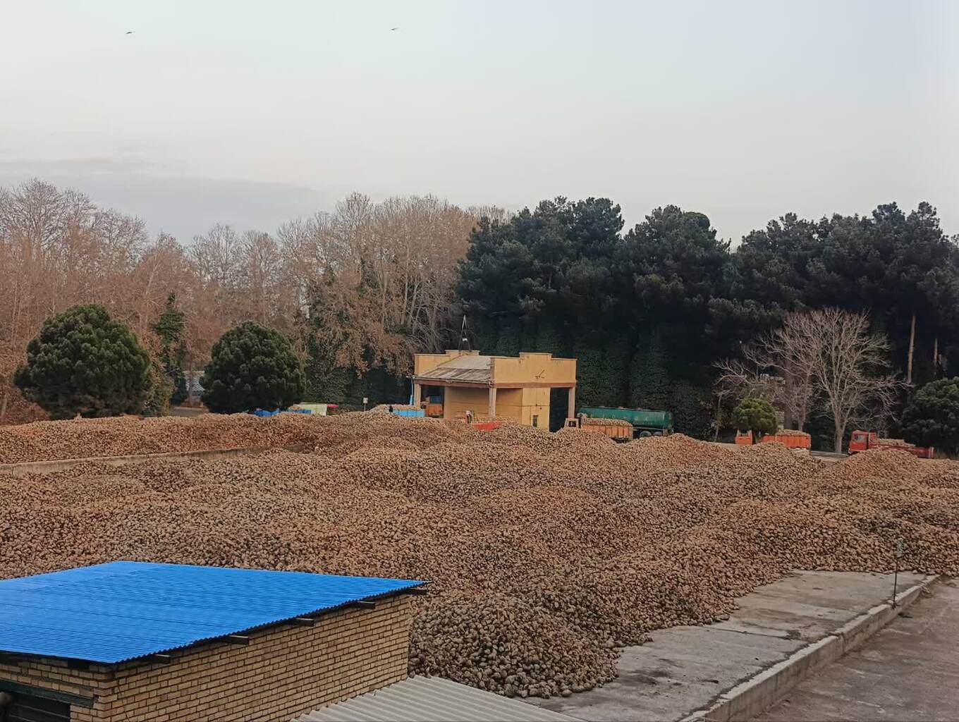 پایان تحویل چغندرقند کارخانه قند چناران